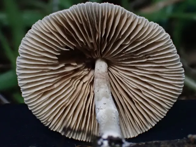 Pale Yellow Brittlestem (Candolleomyces luteopallidus)