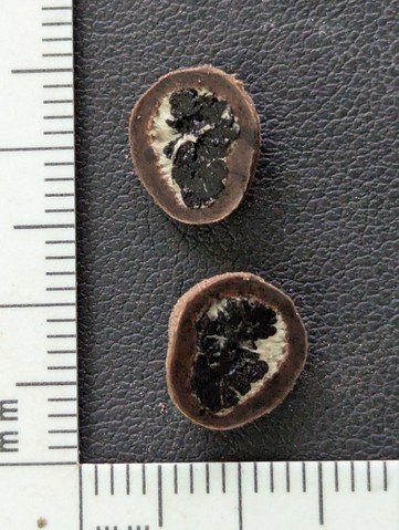 undefined (Elaphomyces sp.)