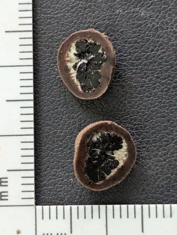 undefined (Elaphomyces dalemurphyi)