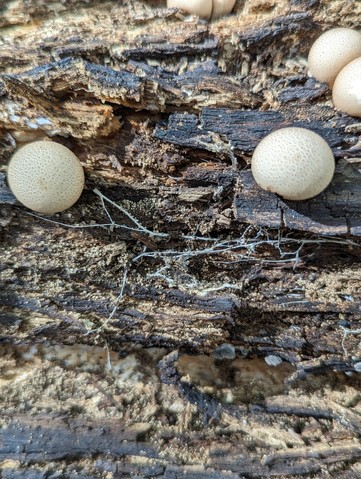 Pear-shaped Puffball (Apioperdon pyriforme)