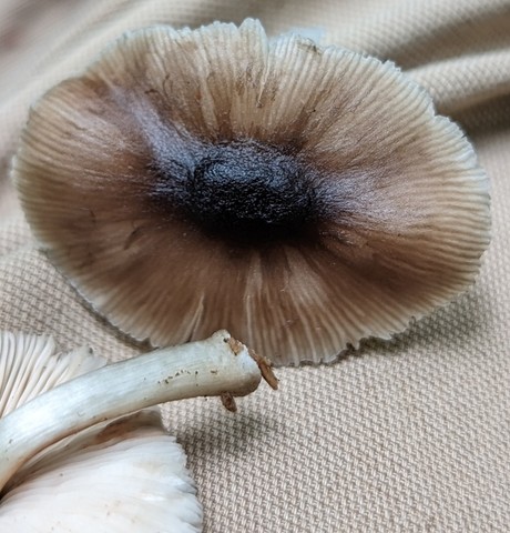 Saupe's Pluetus (Pluteus saupei)