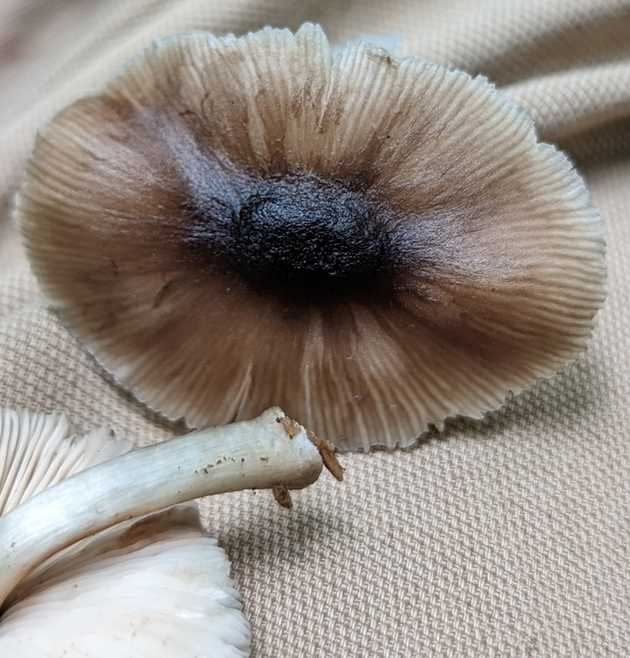 Cap