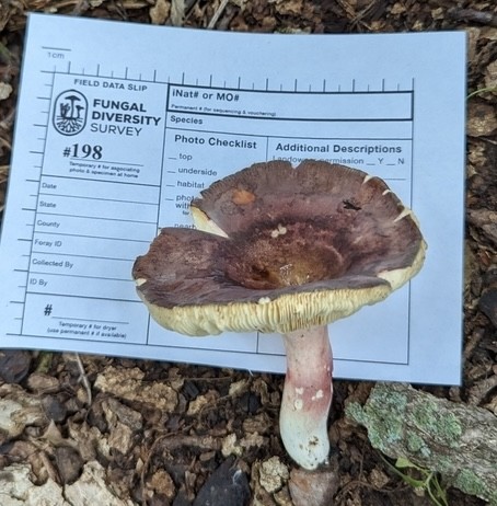 Purple-Bloom Russula (Russula sp-IN22)