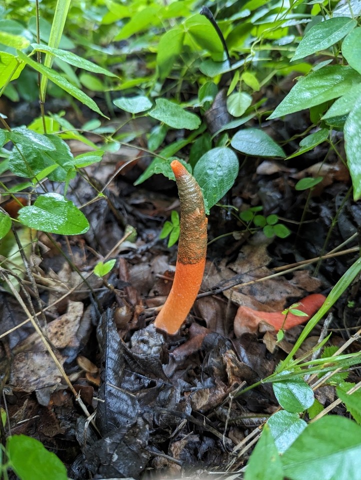 Devil's Dipstick (Mutinus elegans) | Mushrooms of Nebraska