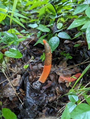 Devil's Dipstick (Mutinus elegans)