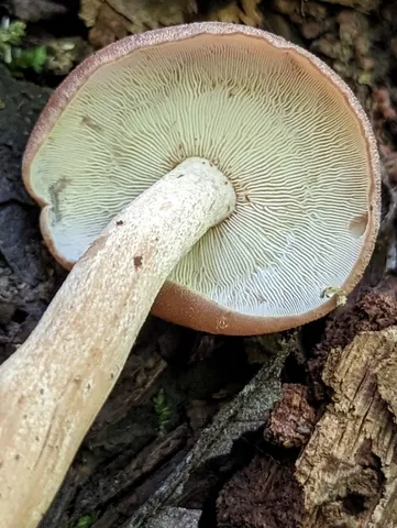 Rhodocollybia laulaha