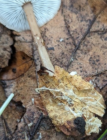 Beard Stem Gymnopus (Gymnopus barbipes)