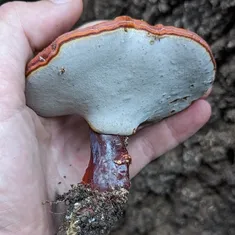 Golden Reishi