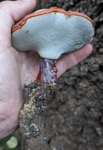 Ganoderma curtisii
