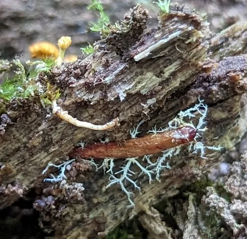 Cheeto Cordyceps (Ophiocordyceps variabilis)