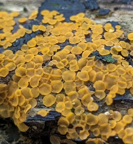Orbilia xanthostigma