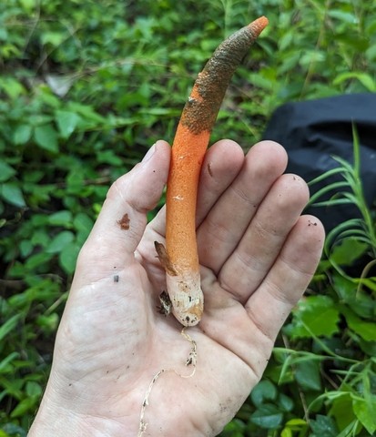 Devil's Dipstick (Mutinus elegans)