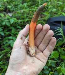Devil's Dipstick (Mutinus elegans) | Mushrooms of Nebraska