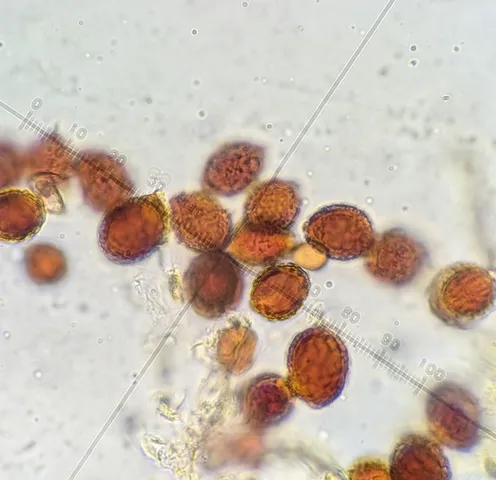 undefined (Hymenogaster spp.)