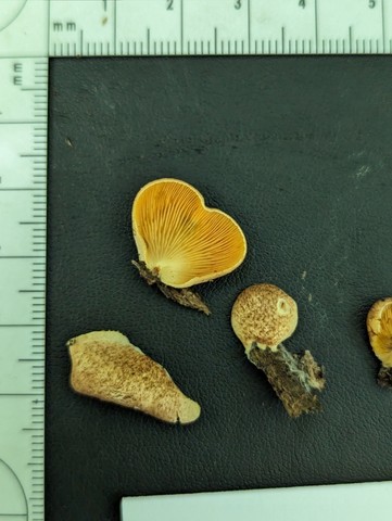 Saffron Oysterling (Crepidotus crocophyllus)