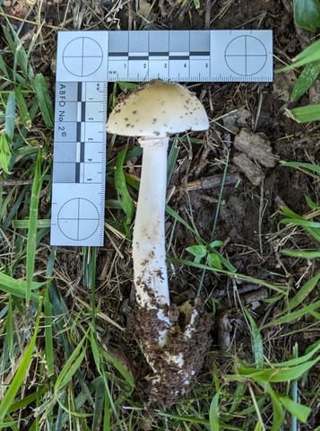 Murrill's Slender Caesar (Amanita murrilliana)