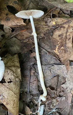 Wrinkled Fieldcap (Agrocybe rivulosa)