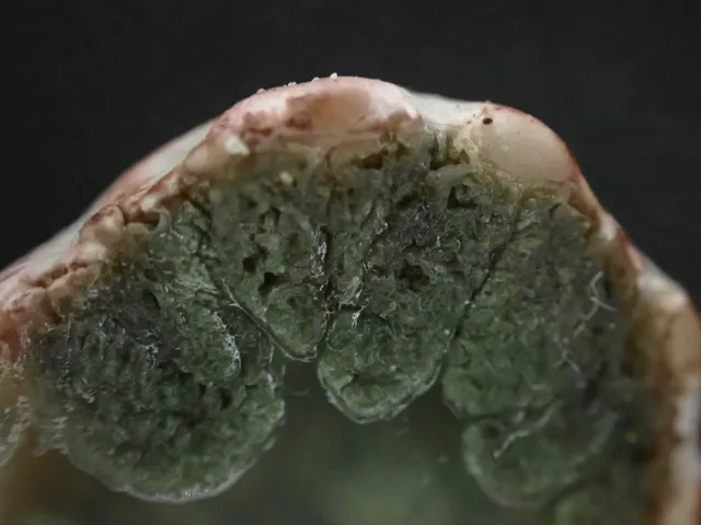 undefined (Phallogaster cf. phillipsii)