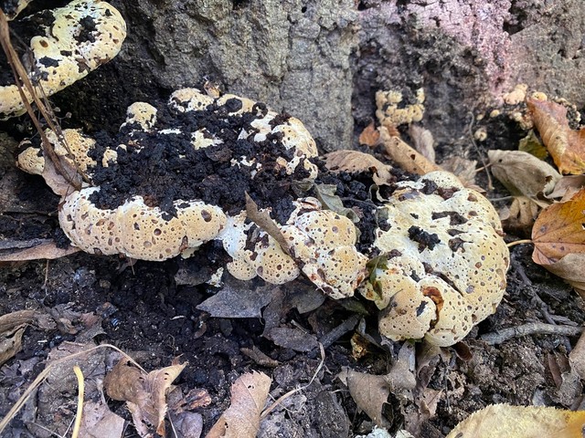 Oak Bracket (Pseudoinonotus dryadeus)