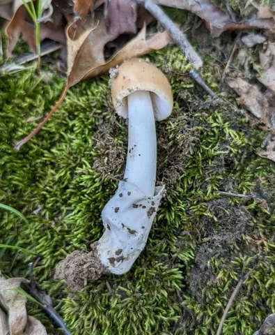 Amanita sp-NE01
