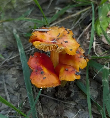 Small-Spored Sunset Waxycap (Hygrocybe acutoconica var. microspora)