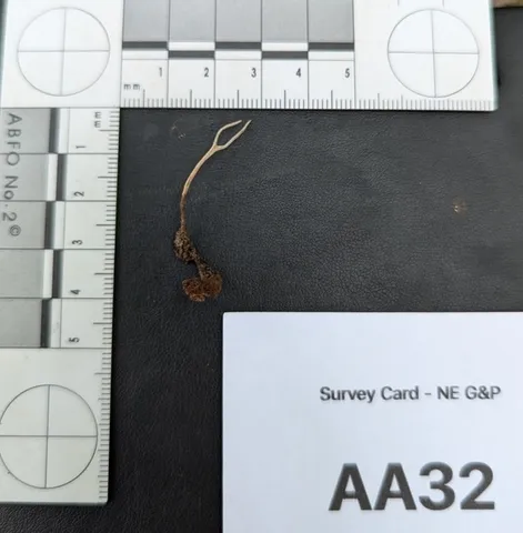 undefined (Ophiocordyceps stylophora)
