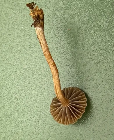 Dung-Loving Deconica (Deconica coprophila)