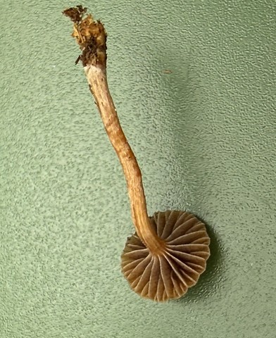 Dung-Loving Deconica (Deconica coprophila)