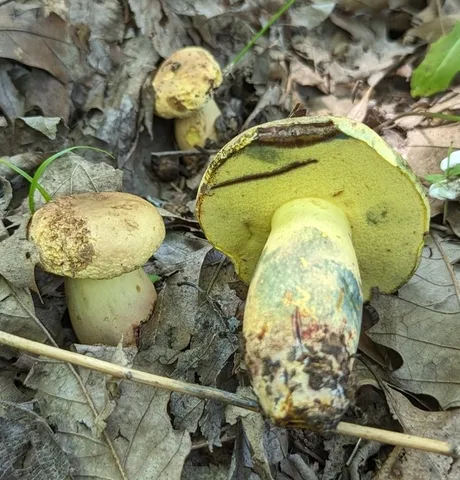 undefined (Lanmaoa pseudosensibilis)