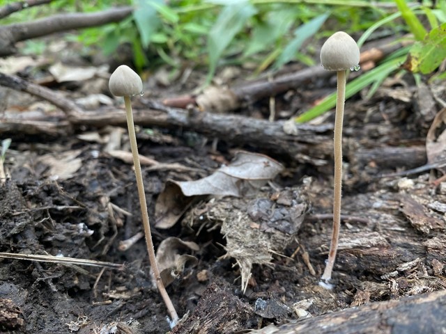 Pantropic Panaeolus (Panaeolus pantropicalis)