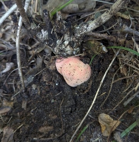 Beefsteak Fungus (Fistulina americana)