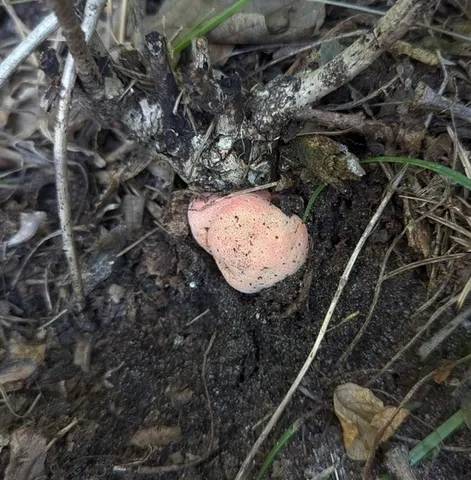 Beefsteak Fungus (Fistulina americana)