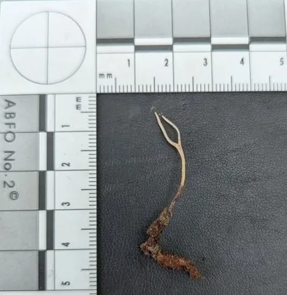 undefined (Ophiocordyceps stylophora)