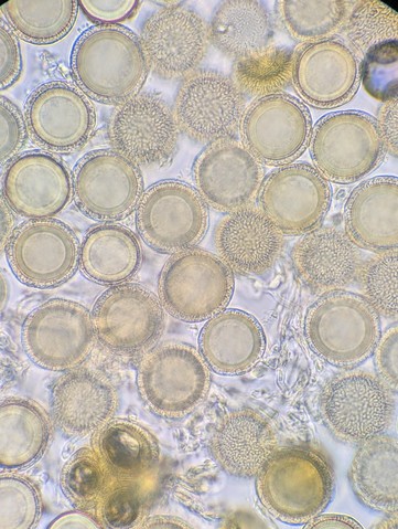 undefined (Elaphomyces sp.)