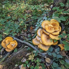 Eastern American Jack-o'-lantern