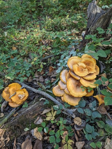 Eastern American Jack-o'-lantern (Omphalotus illudens)