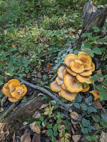Omphalotus illudens