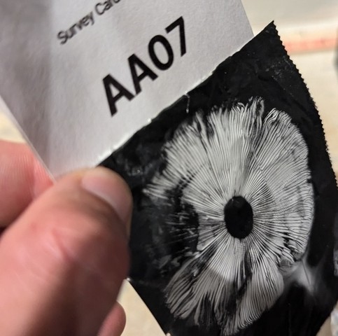 undefined (Amanita Sect. Caesareae sp.)