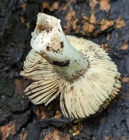 Shrimp Russula (Russula fucosa)