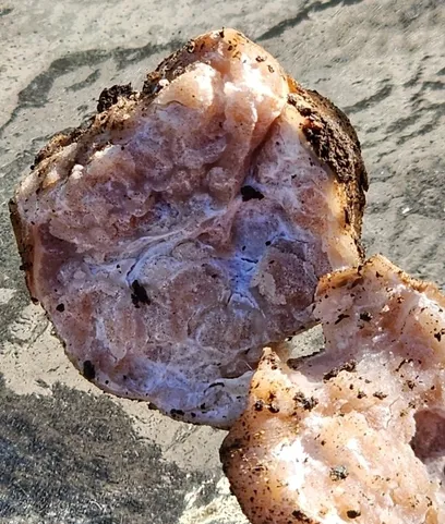 undefined (Tuber cumberlandense)