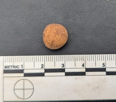 undefined (Elaphomyces sp.)