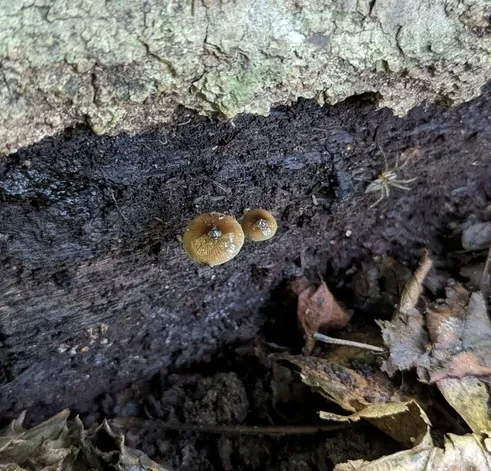 (Bolbitius viscosus)