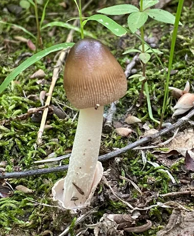 Amanita fuscozonata