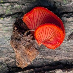 Cinnabar Oysterling