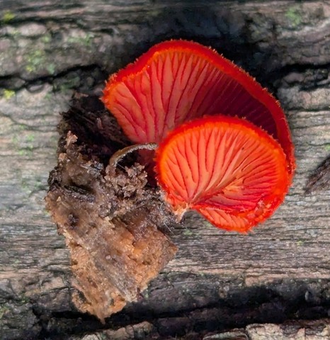 Crepidotus cinnabarinus
