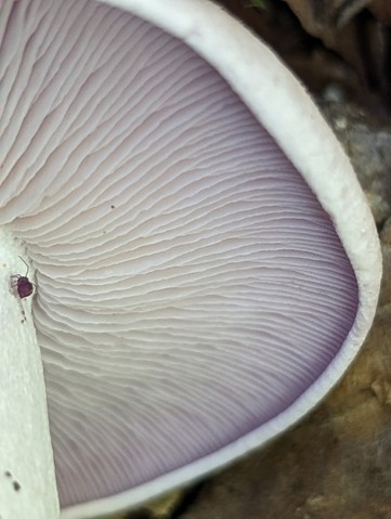 Blewit (Collybia nuda)