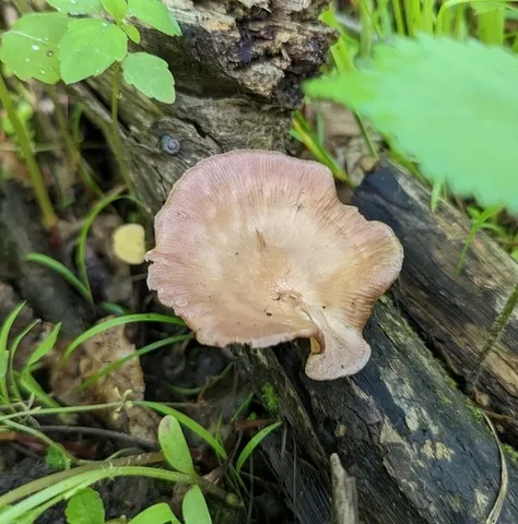 Lilac Oysterling (Panus conchatus)
