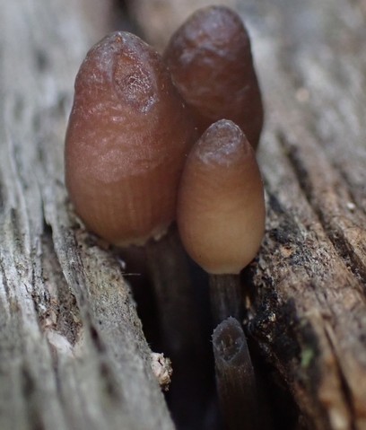Clustered Bonnet (Mycena inclinata-IN01)