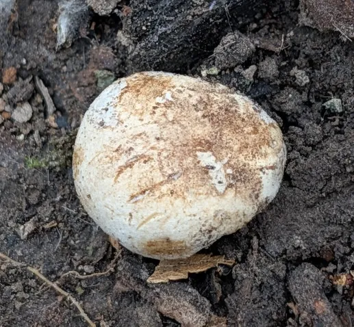 undefined (Hymenogaster spp.)