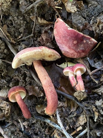 Red Gyroporus (Gyroporus purpurinus)